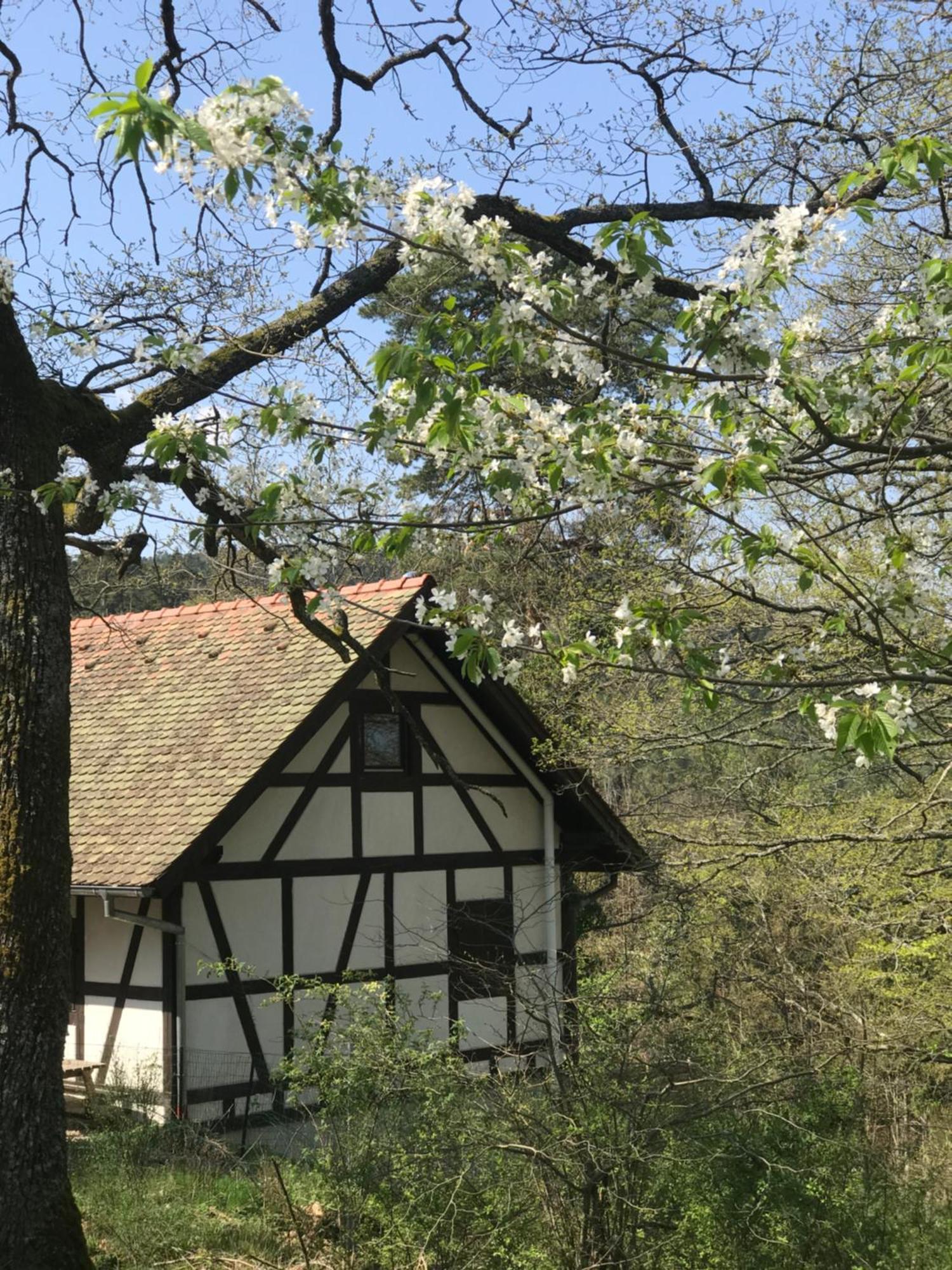 Logis Du Haut-Koenigsbourg Thannenkirch Rom bilde